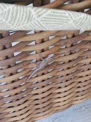 Lygodactylus chobiensis