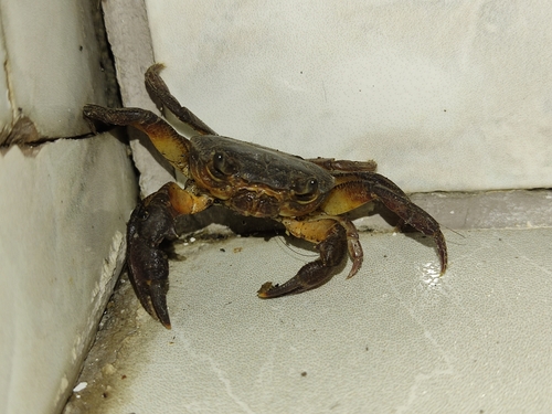 Iberian Freshwater Crab