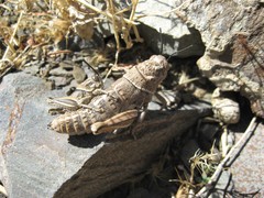 Kabulia