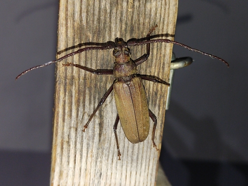 grain support beetle