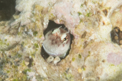 Glyptoparus delicatulus