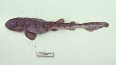 Saddled Swellshark photo 3