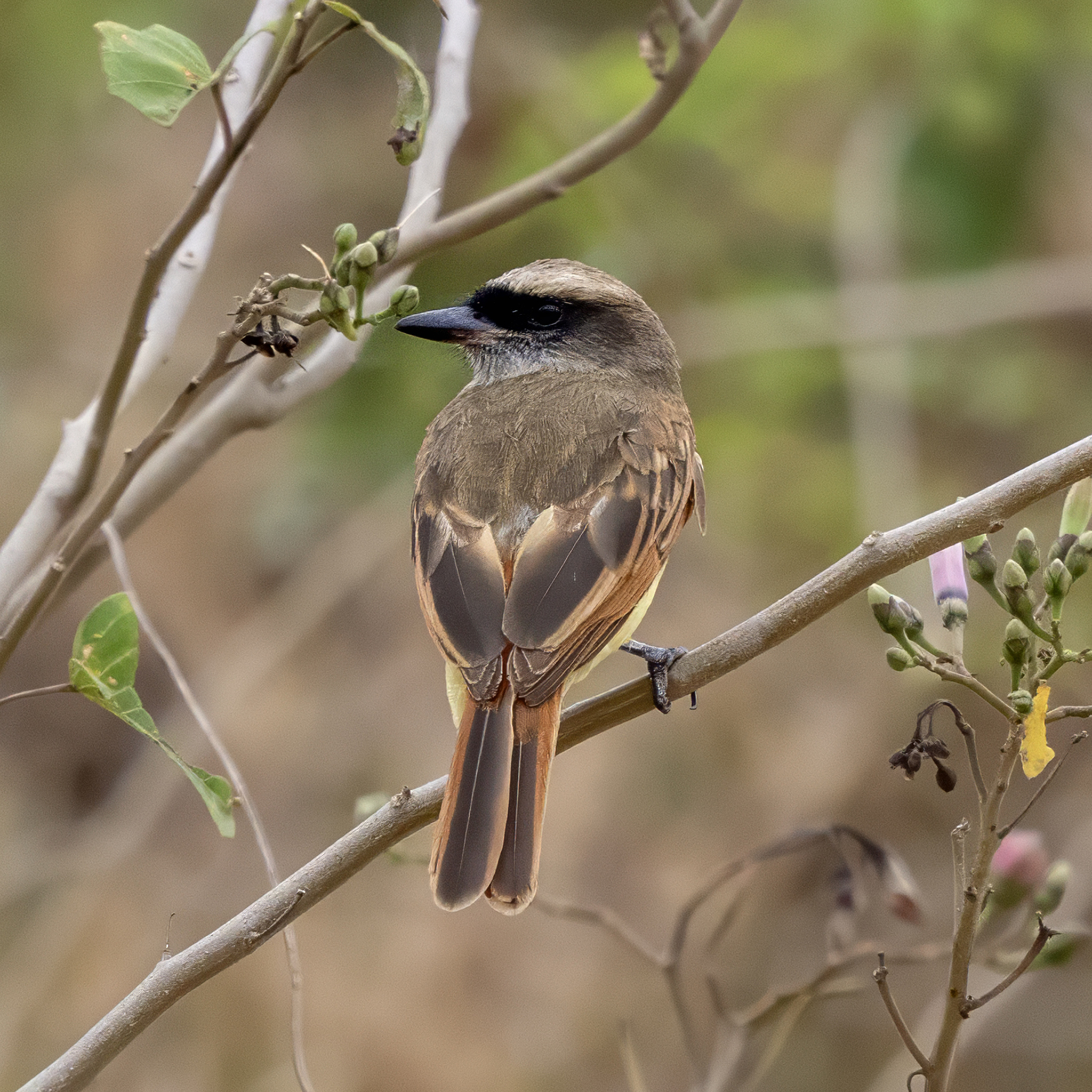 Baird's Flycatcher (Myiodynastes bairdii), photo 4