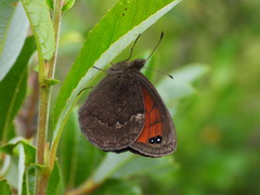 Erebia styx