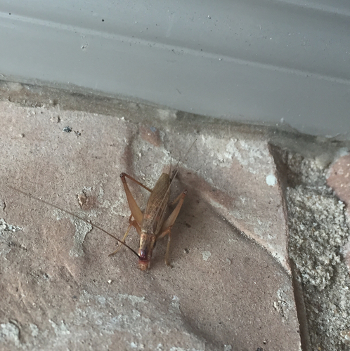 different-horned tree cricket