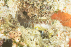 Glyptoparus delicatulus