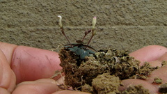Spigelia genuflexa