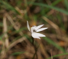 Caladenia fuscata