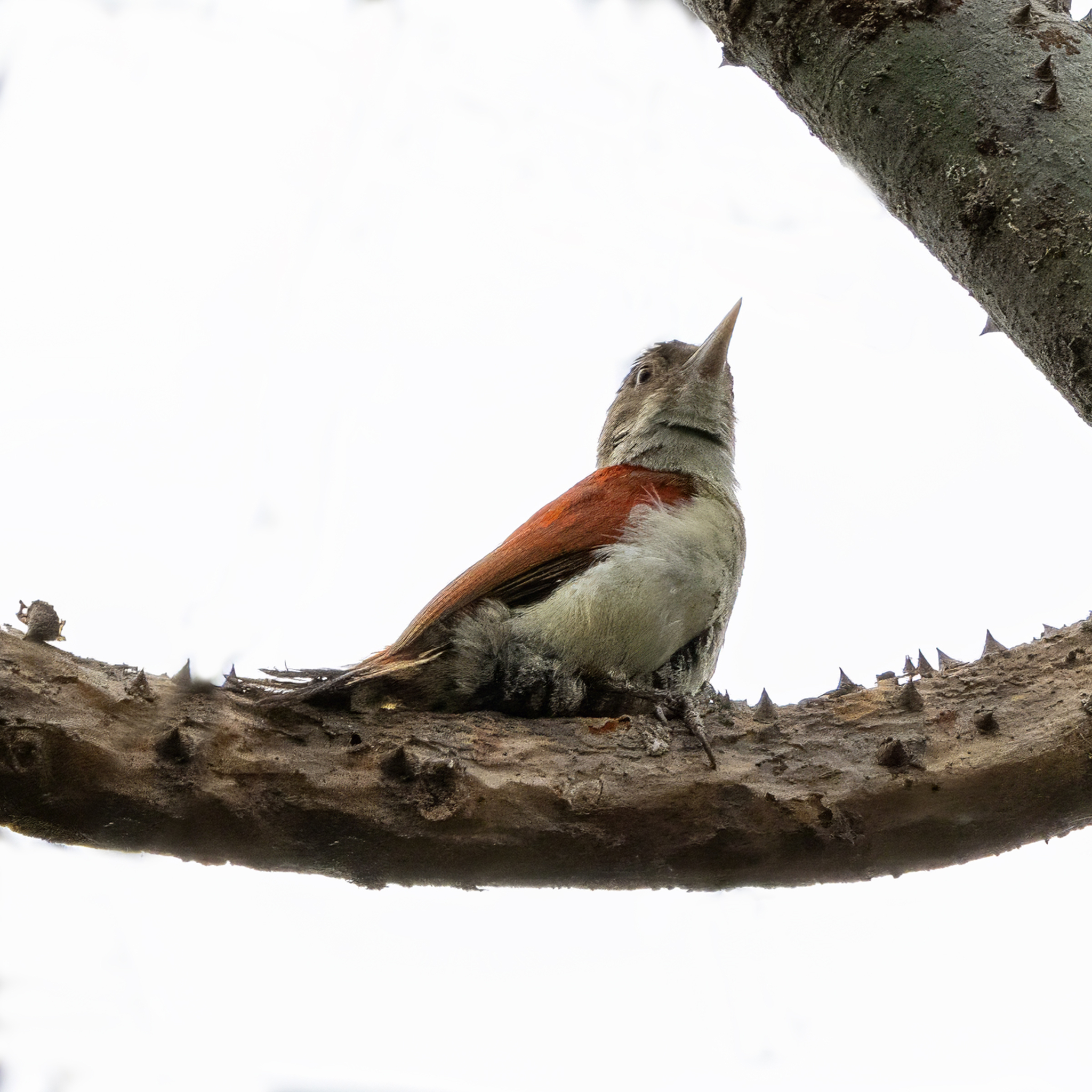 Scarlet-backed Woodpecker (Veniliornis callonotus), photo 2