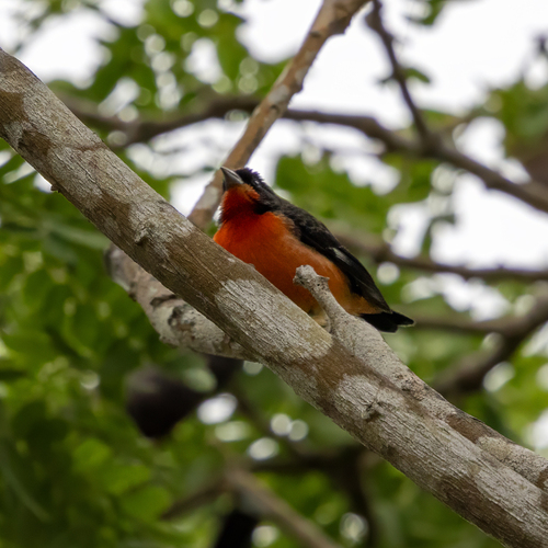 Crimson-breasted Finch (Rhodospingus cruentus), photo 9