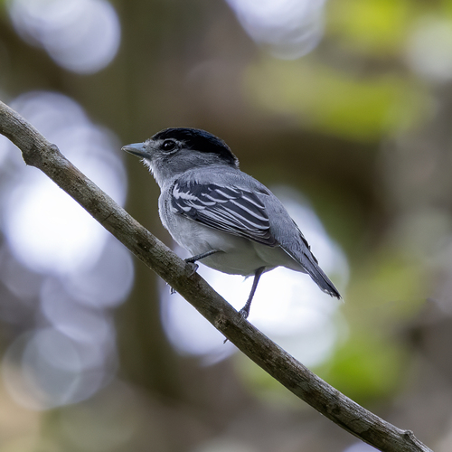 Cryptic Becard (Pachyramphus salvini)