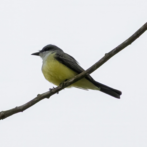 Snowy-throated Kingbird (Tyrannus niveigularis), photo 2