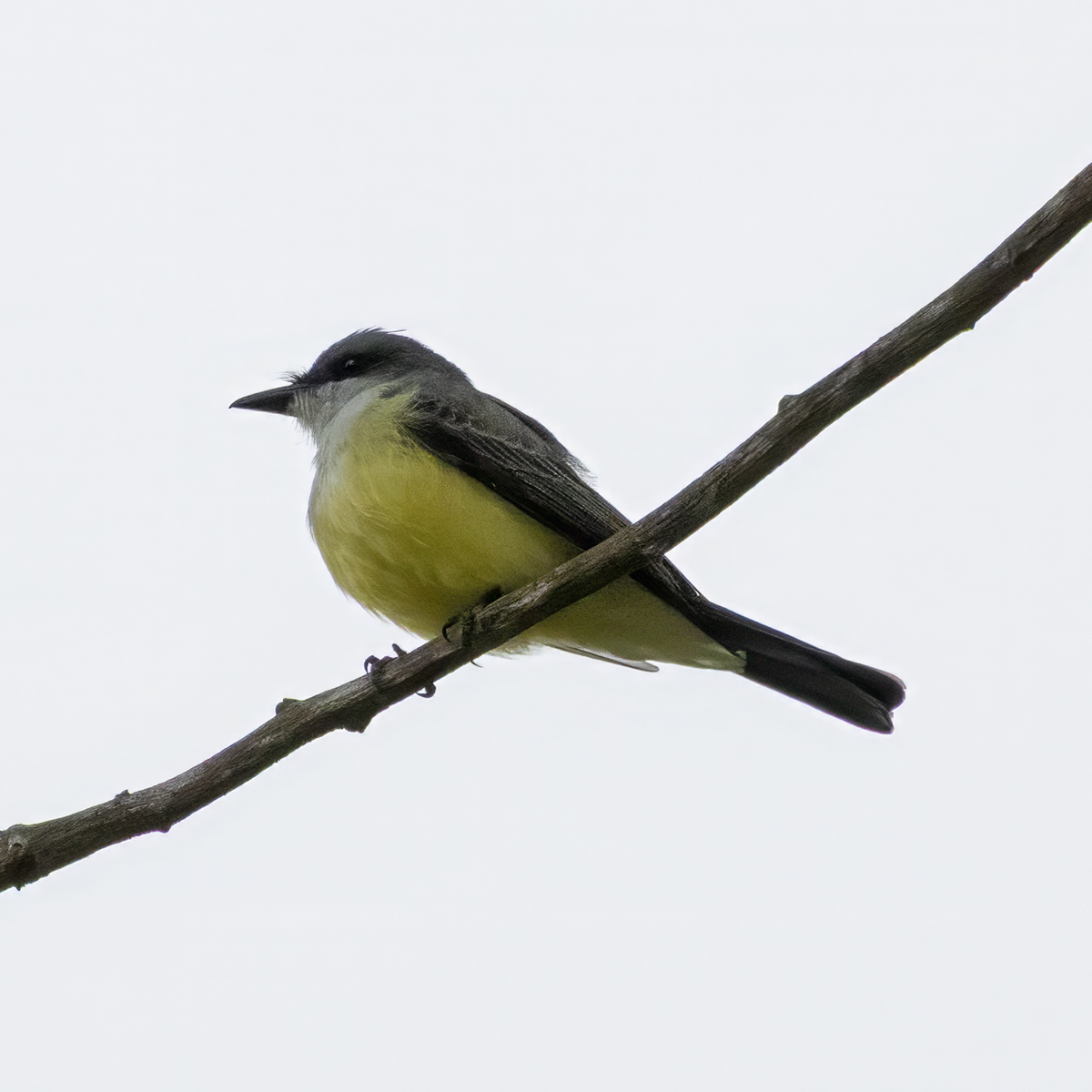 Snowy-throated Kingbird (Tyrannus niveigularis), photo 2