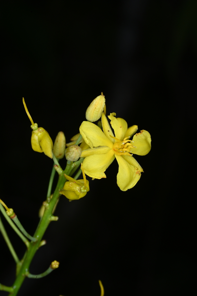 Ouratea cardiosperma