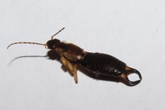Forficula lurida