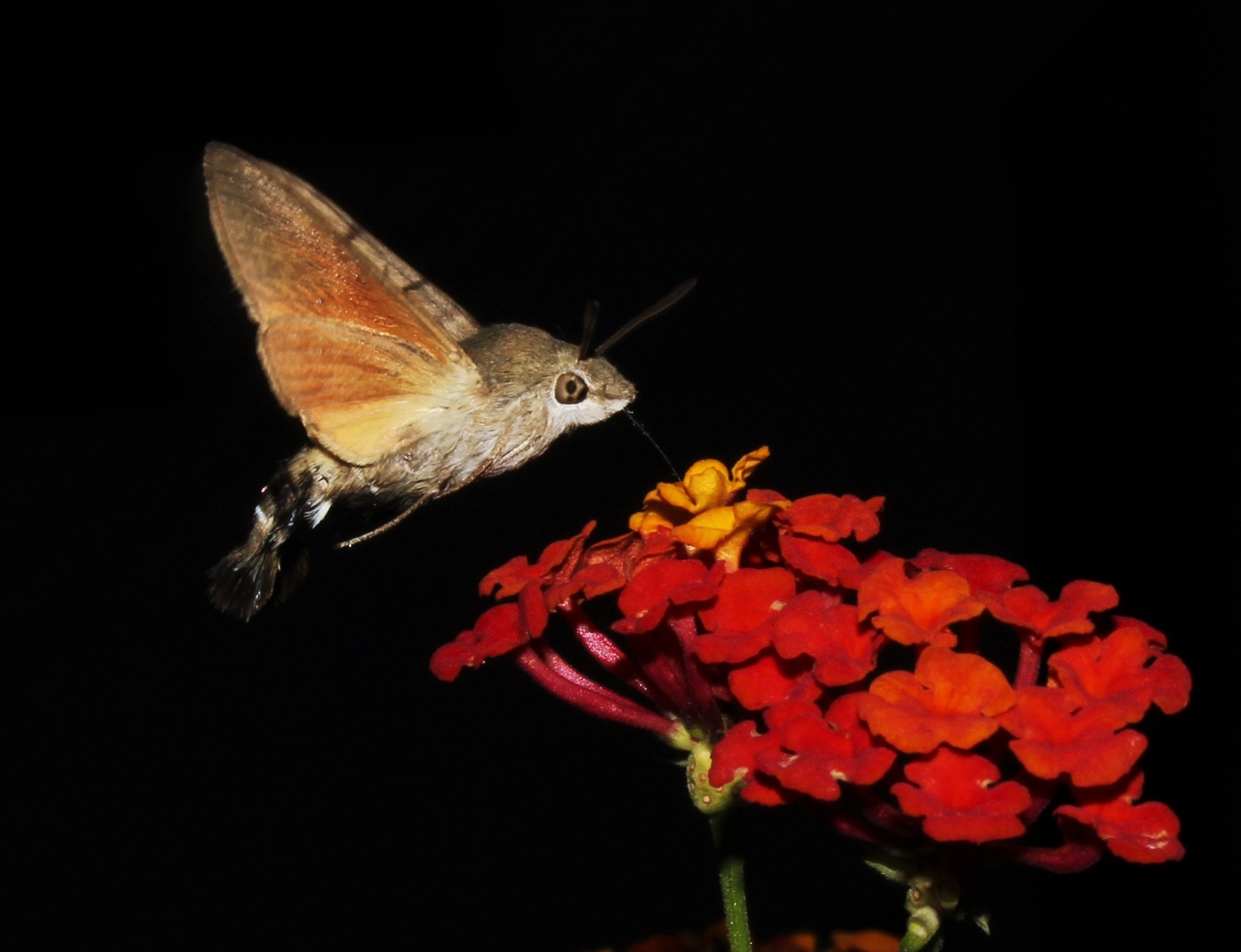 Hummingbird hawk-moth - Wikipedia