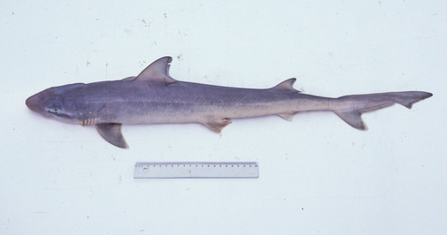 Blacktip topeshark (Hypogaleus hyugaensis) — Triakidae