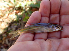 Notropis scepticus