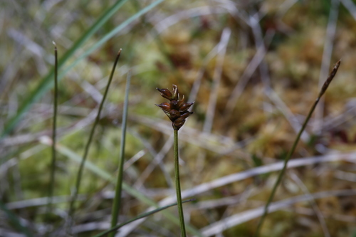 Northern bog sedge (Carex alascana)