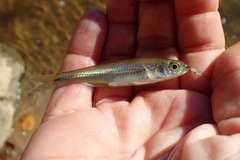 Notropis scepticus