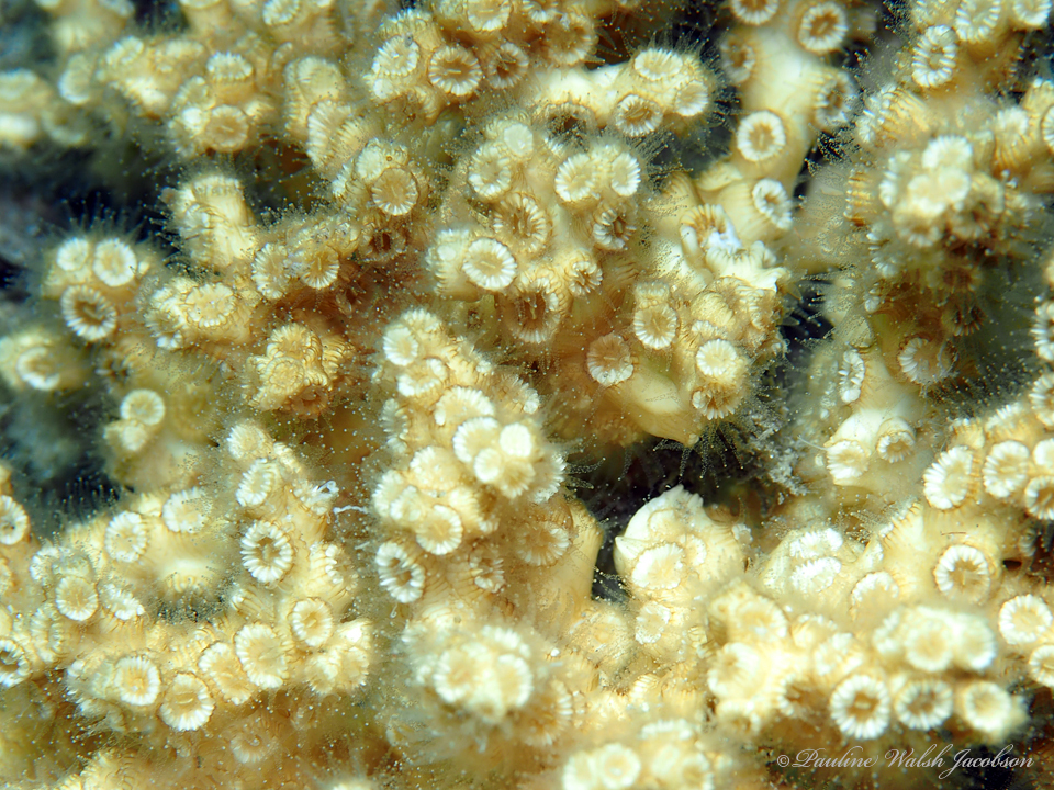Diffuse Ivory Bush Coral