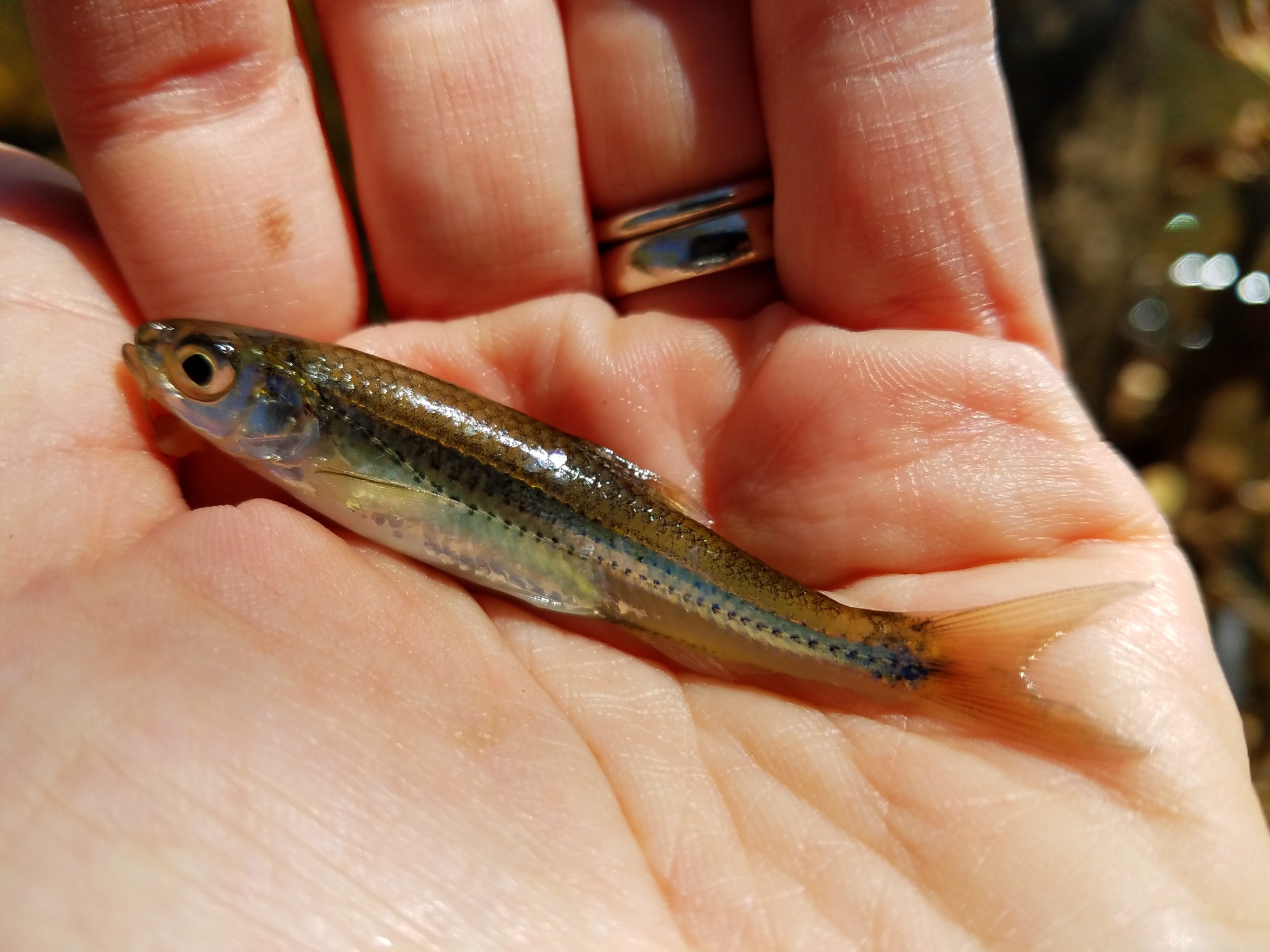 Brassy minnow - Wikipedia