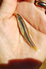 Notropis scepticus