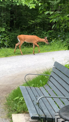 Odocoileus virginianus