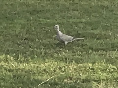 Streptopelia decaocto