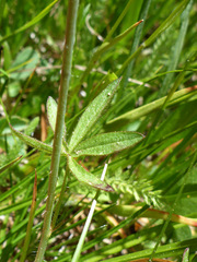 Sidalcea ranunculacea