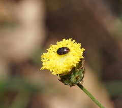 Leptorhynchos nitidulus