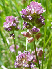 Sidalcea ranunculacea