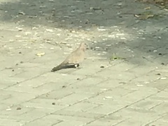 Streptopelia senegalensis