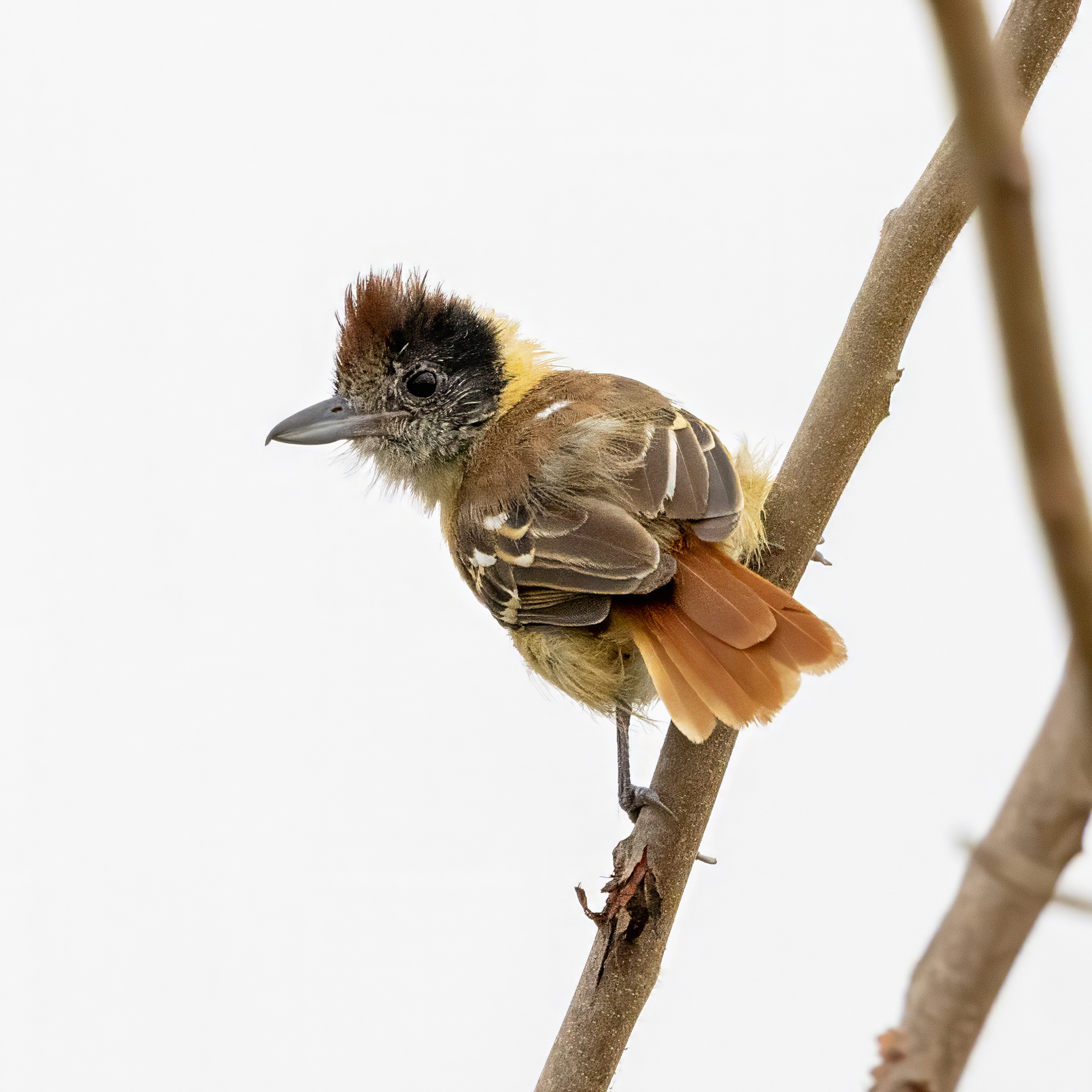 Collared Antshrike (Thamnophilus bernardi), photo 3