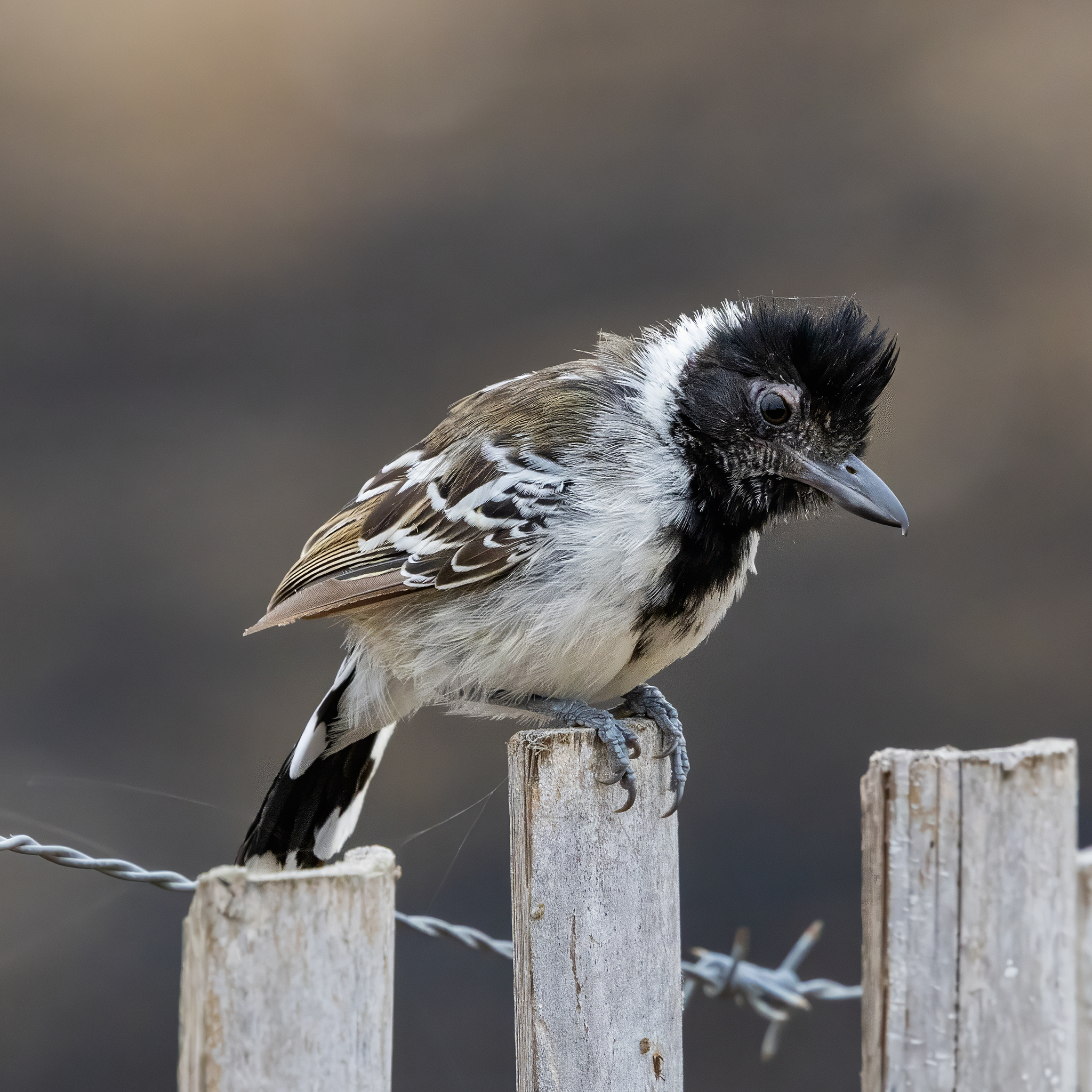 Collared Antshrike (Thamnophilus bernardi), photo 2