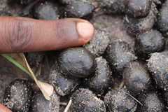 Giraffa camelopardalis antiquorum