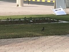 Acridotheres tristis