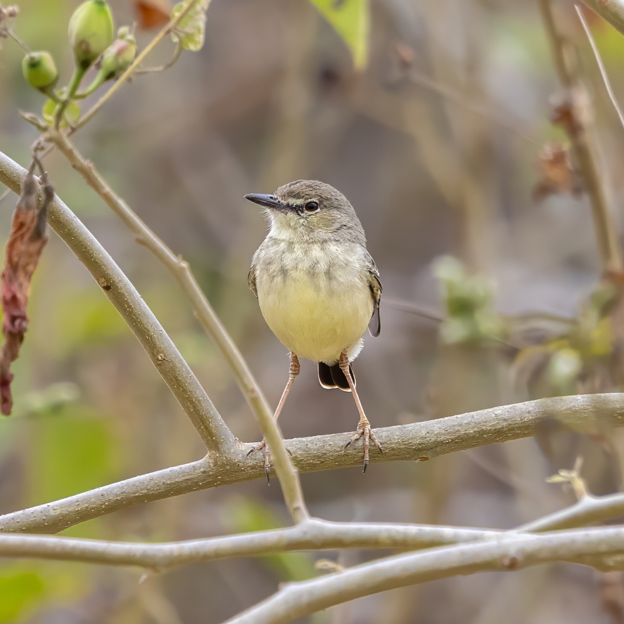 Short-tailed Field Tyrant (Muscigralla brevicauda), photo 10