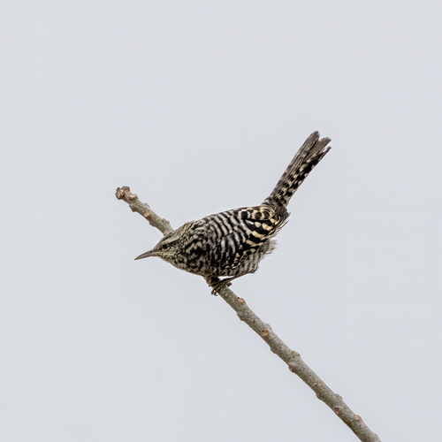 Fasciated Wren (Campylorhynchus fasciatus), photo 4