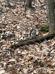 Sciurus carolinensis
