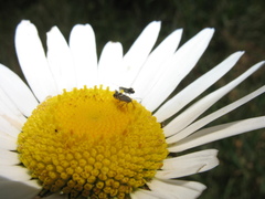 Glyphipterix simpliciella