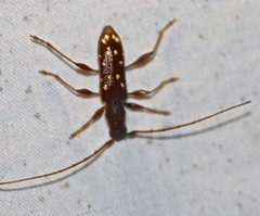 Thoris octoguttata