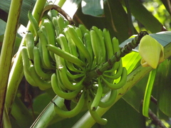 Musa banksii