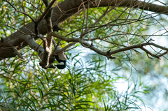 Parus minor commixtus