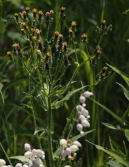 Picris japonica kamtschatica