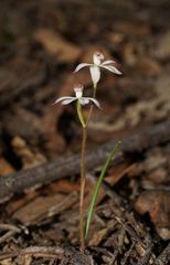Caladenia clarkiae