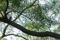 Parus minor commixtus