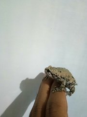 Kaloula baleata