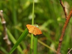 Idaea flaveolaria