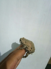 Kaloula baleata